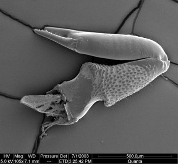 Media type: image;   Invertebrate Zoology 134640